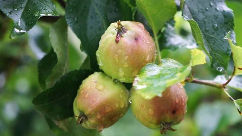 Drops of water on apples on an apple tree Stock Footage 111356780