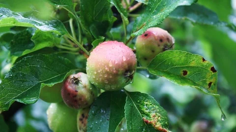 Drops of water on apples on an apple tree 2 Stock Footage 111356988