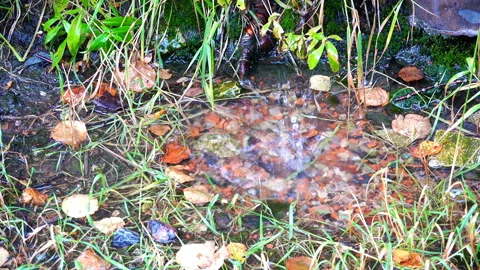 Drops of water are broken about a puddle of old leaves and grass Stock Footage 89983504