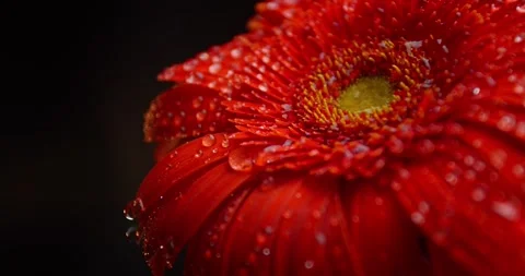 Drops of water are falling down on a red flower, 4k Stock Footage 141570252
