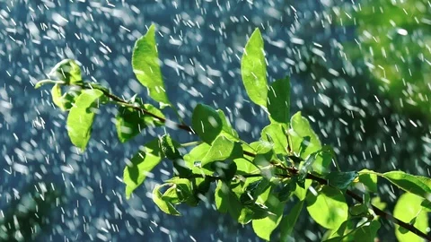 Drops of water are falling on the leaves of the plant in the garden Stock Footage 95908650