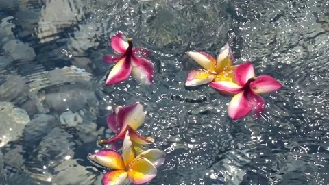 Drops of water are falling on tropical flowers plumeria (frangipani). Slow mo Vídeos de archivo 70272679