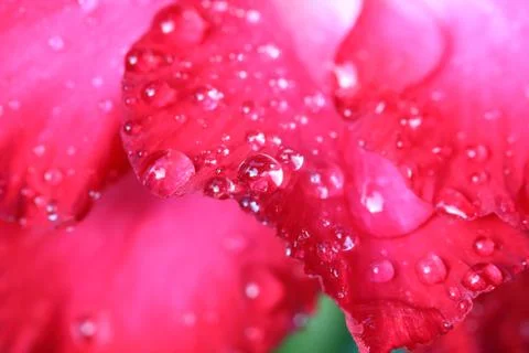Drops of water on Azalea flowers. Stock Photos