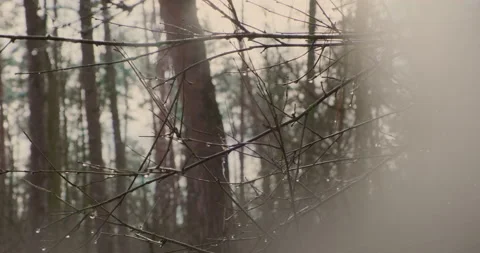 Drops of water on a branch of trees in the forest in winter. Misted camera glass Stock-Footage 232624946
