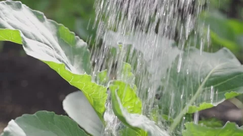 Drops of water on cabbage vegetables Video stock 133518730