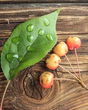 Drops of water on crabapple leaf. Stock Photos