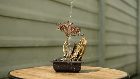 Drops Of Water dead tree Stock Footage 221688596