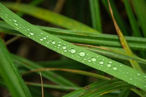 Drops of water of different sizes on the grass in the morning Stock Photos