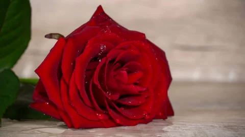 Drops of Water Drip on the Petals of a Red Rose Stock Footage 229543019