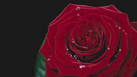 Drops of Water Drip on the Petals of a Red Rose in Slow Mo Stock Footage 229543172