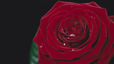 Drops of Water Drip on the Petals of a Red Rose in Slow Mo Stock Footage 238023268