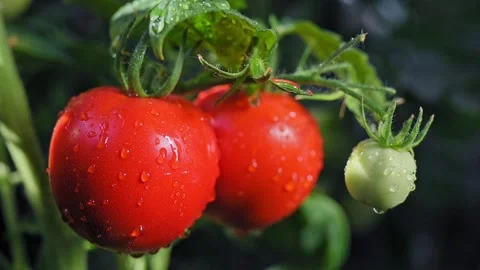 Drops of water drip from red tomatoes on green branch in greenhouse 動画素材 342956530