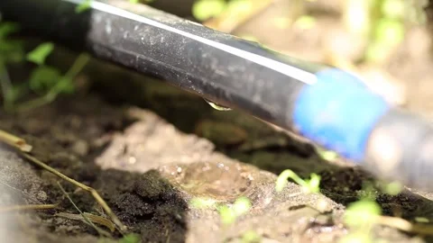 Drops of water dripping from a drip irrigation hose on a garden bed, macro Stock Footage 295601279
