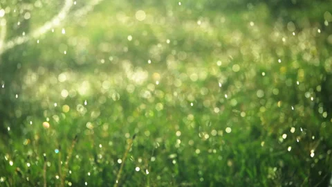 Drops of water dripping on the grass Stock Footage 172560103