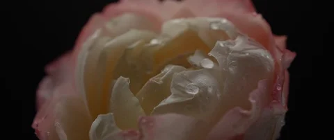 Drops of water fall on a beautiful white rose Stock Footage 106004053