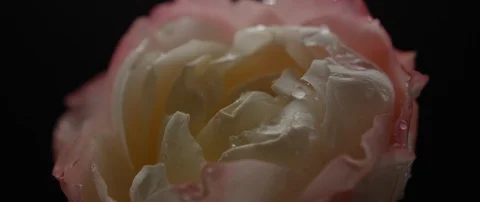Drops of water fall on a beautiful white rose Stock Footage 106004054