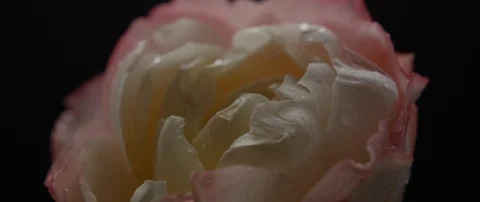 Drops of water fall on a beautiful white rose Stock Footage 106004158