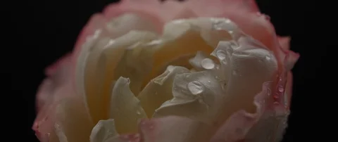 Drops of water fall on a beautiful white rose Stock Footage 106004173