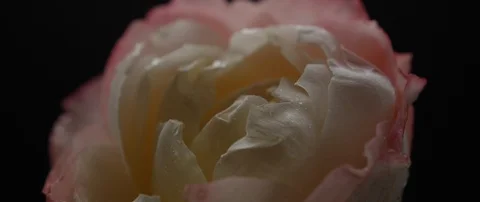 Drops of water fall on a beautiful white rose Stock Footage 106004251