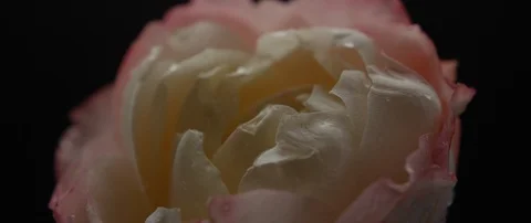 Drops of water fall on a beautiful white rose Stock Footage 106004274
