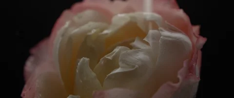 Drops of water fall on a beautiful white rose Stock Footage 106004386