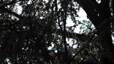 Drops of water fall from the branches. Slow motion 4K Video stock 326673628