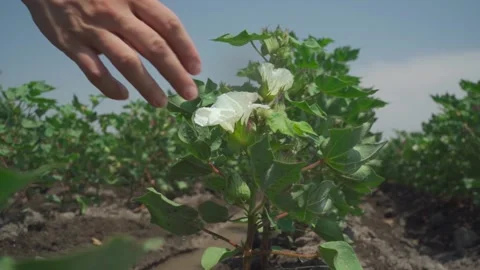 Drops of water fall on cotton flower in hand in sow motion Stock Footage 156976540