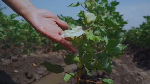 Drops of water fall on cotton flower in hand in sow motion Stock Footage 156977534