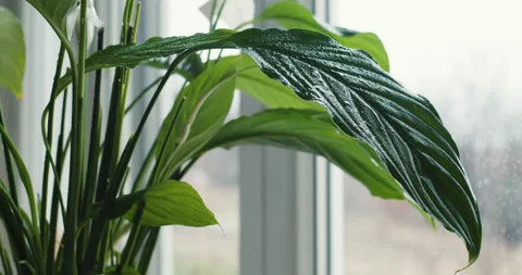 Drops Of Water Fall Down On The Leaf Of The Green Plant. Stock Footage 232692048