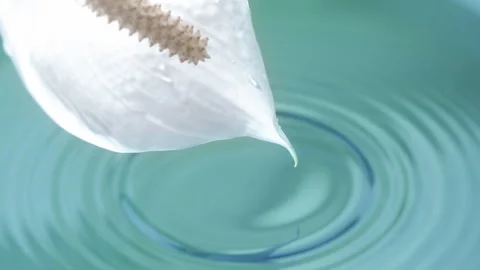 Drops of Water Fall from a Flower 4K Stock Footage 264150894