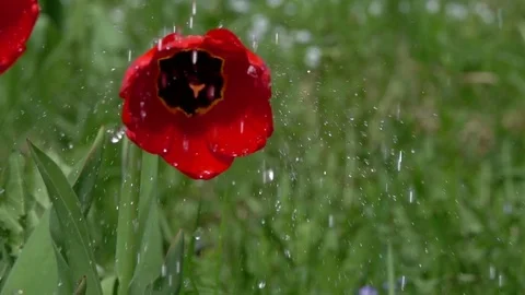 Drops of water fall on the flower of a red tulip, slow motion Stock Footage 82598810