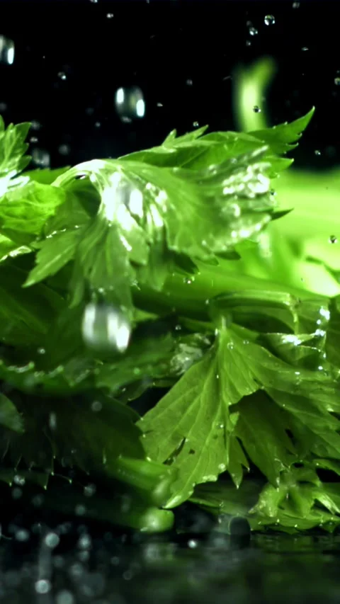 Drops of water fall on fresh celery. Filmed on a high-speed camera at 1000 fps Stock Footage 335317487