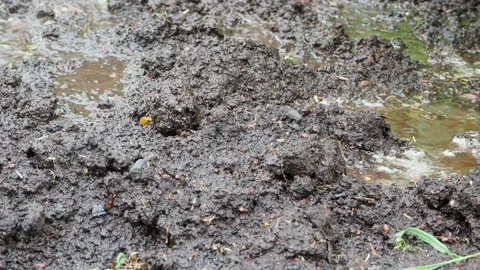 Drops of water fall to the ground Stock Footage 133273437