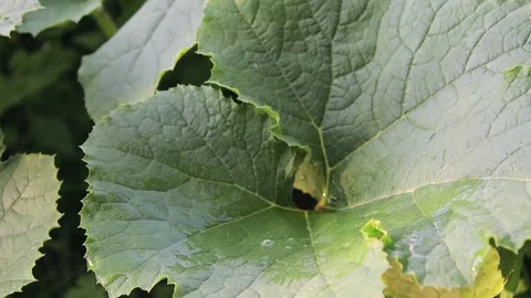 Drops of water fall on the leaf of a zucchini plant in the garden or greenhouse 库存影片 138546626