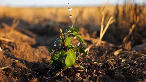 Drops water fall on leaves during pouring planted green sprout into ground soil Stock Footage 315283735