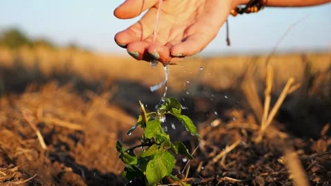 Drops water fall on leaves during pouring planted green sprout into ground soil Stock Footage 329705983