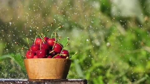 Drops of water fall on the red berries of ripe cherries in a wooden bowl in the Stock Footage 196912873