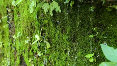 Drops of water fall through a wall of plants Stock Footage 79219341