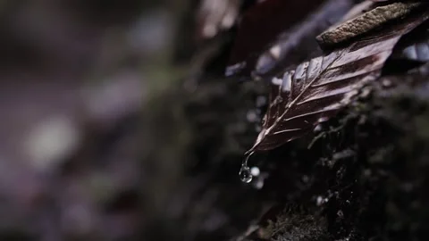 Drops of water on a fallen leaf Stock Footage 273494887