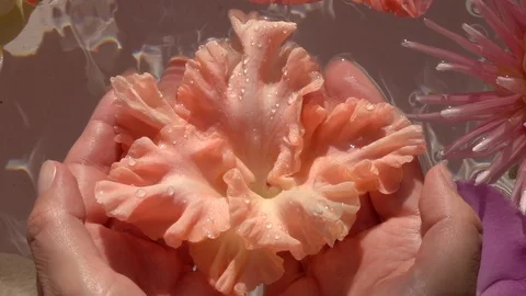 Drops of water falling on big gladiolus flower in woman hands. Slow motion Stock Footage 122243513