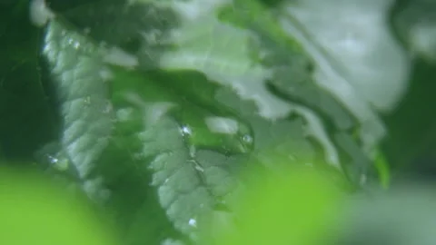 Drops of water falling on fresh green leaf on tree branch Stock Footage 234425713