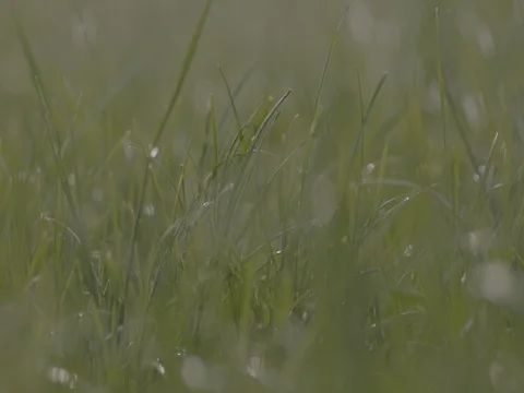 Drops of water falling on the green grass Stock Footage 73706655