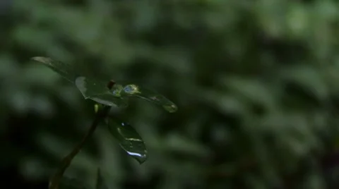Drops of water falling in a green leaf Stock Footage 8677525