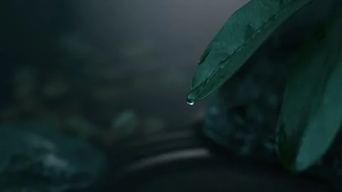 Drops of water falling from a leaf onto the surface of the water. Stock Footage 273572027