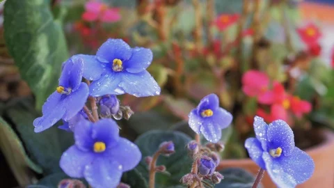 Drops of water falling on lilac violets in slow motion Stock Footage 128296480