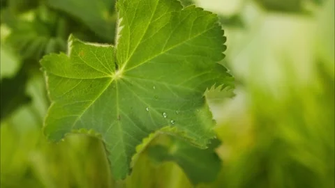 Drops of water falling on plant leaf, close-up of raindrop on green leaves Stock Footage 157074277