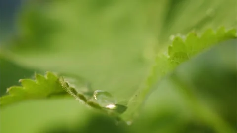Drops of water falling on plant leaf, close-up of raindrop on green leaves Stock Footage 157074285