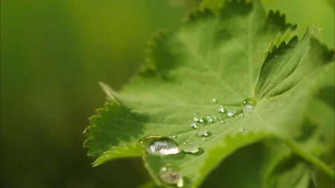 Drops of water falling on plant leaf, close-up of raindrop on green leaves 스톡 동영상 157074431