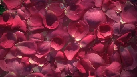 Drops of water falling on red petals of rose flowers covering water surface Stock Footage 111419366