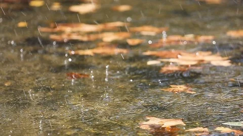 Drops of water falling in slow motion on  water surface with autumn leaves Видео 118949802